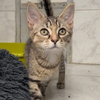 SAORI, chatte à adopter
