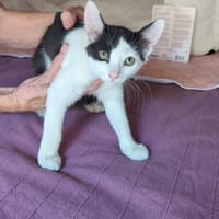 Hairpin, chatte à adopter