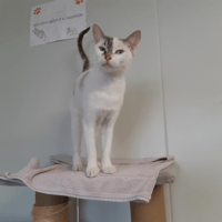 ERIN, chatte à adopter