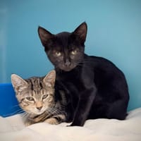 NOUGATINE, chatte à adopter