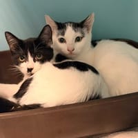 PILOULINE, chat à adopter
