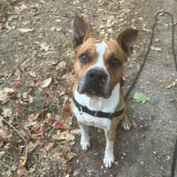 Karamel, chien à adopter