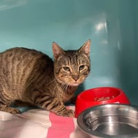 PAYOU, chat à adopter