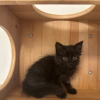 BUBBLE, chatte à adopter