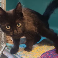 FANTCHA, chat à adopter