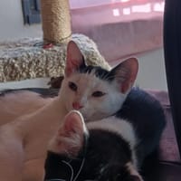 Spotty, chatte à adopter