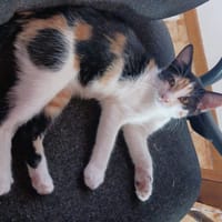 Chutney, chatte à adopter