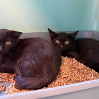 ONDINE, chatte à adopter
