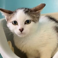 SUE, chatte à adopter