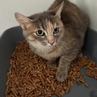 AVA, chatte à adopter