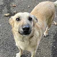 Pouk, chienne à adopter