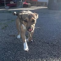 ALMA, chienne à adopter