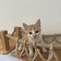 BRETZEL, chat à adopter