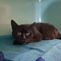Noirette, chatte à adopter