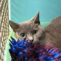 Grisette, chatte à adopter