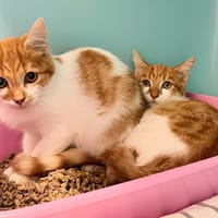 ALONZO, chat à adopter