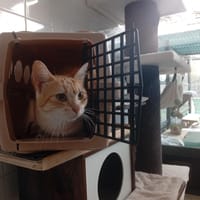 ALLEGRU, chatte à adopter