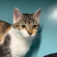 Bichette, chatte à adopter