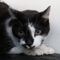 JEREMY, chat à adopter