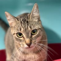Minouchette, chatte à adopter