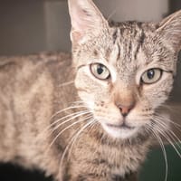TESSA, chatte à adopter