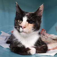 Koura, chatte à adopter