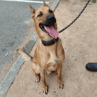 Ulysse, chien à adopter