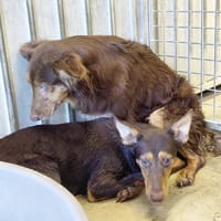TOMETTE, chienne à adopter