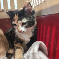 MIETTE ( DUO avec LOUKOUM)PAB29051, chatte à adopter