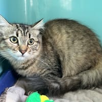 KIARA, chatte à adopter