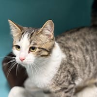 Bess, chatte à adopter