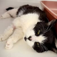 LOLA / LESTAT, chatte à adopter