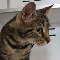 CELESTE, chatte à adopter