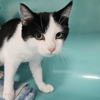 SPASIBA, chatte à adopter