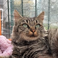 Brienne, chatte à adopter