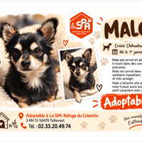 MALO réservé, chien à adopter