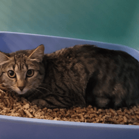 POPPY, chatte à adopter