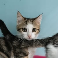 Tartine [Chaton], chatte à adopter