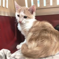 LOUKOUM ( Duo avec MIETTE)PAB29053, chat à adopter