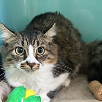 PUMBA, chat à adopter