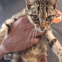 RIPLEY, chat à adopter