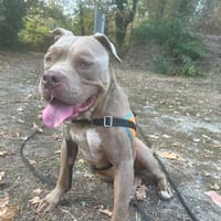 scareface, chien à adopter
