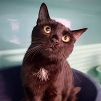 SAM, chat à adopter