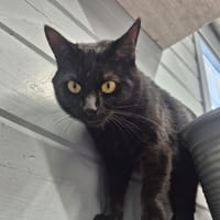 VECNA, chat à adopter