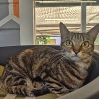 ELEVEN, chatte à adopter