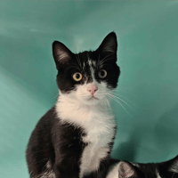 SPASIBO, chat à adopter