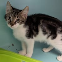 Claquette [Chaton], chatte à adopter