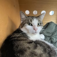 NEKO, chatte à adopter