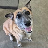 LEILIE QCN (a trouvé sa famille), chienne à adopter