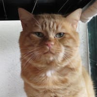 GATSBY, chat à adopter